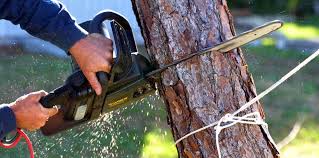 Best Palm Tree Trimming  in Stony Point, NC