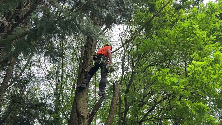 Best Fruit Tree Pruning  in Stony Point, NC